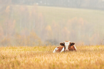 Naklejka na ściany i meble A brown and white dairy cow grazes in a meadow near the forest in the late afternoon.