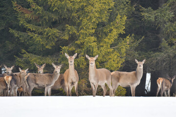 A herd of doe stands in the snow near the forest. The animals came from the forest to the field in search of food on a winter day.