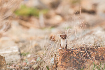 Least Weasel - Mustela Nivalis - a small predatory mammal with brown white fur, weasel looks from behind the stone, a summer sunny day on the stony shoe of the lake.