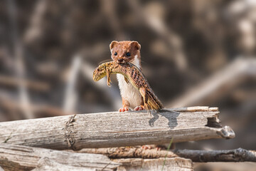 Least Weasel - Mustela Nivalis - a small predatory mammal with brown white fur, weasel with hunted...