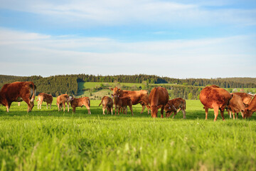 A herd of cows graze on the green grass, brown-colored animals walk across the field on a sunny...