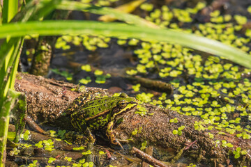 A green marsh frog (Pelophylax ridibundus) sits in the water among the vegetation at the edge of a lake.