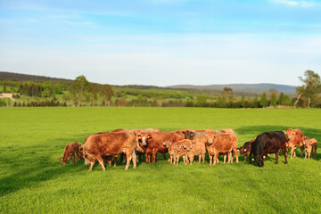 A herd of cows graze on the green grass, brown-colored animals walk across the field on a sunny summer day.