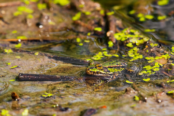 A green marsh frog (Pelophylax ridibundus) sits in the water among the vegetation at the edge of a lake.