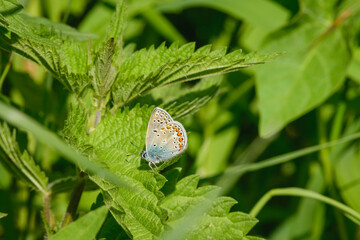 Common blue (Polyommatus icarus) species of day butterfly. A male with colored and dotted wings sits on a green leaf among vegetation on a sunny day.