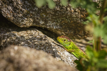 Sand lizard (Lacerta agilis) male with a bright green color. The reptile is basking in the sun on hot stones, hidden among the vegetation.