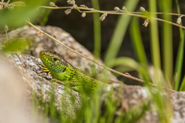 Sand lizard (Lacerta agilis) male with a bright green color. The reptile is basking in the sun on hot stones, hidden among the vegetation.