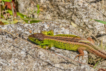 Sand lizard (Lacerta agilis) male with a bright green color. The reptile is basking in the sun on...