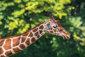 The Giraffe, an African cloven-hoofed mammal, is an animal with brown spots. Head on a long neck against the backdrop of trees on a sunny day.