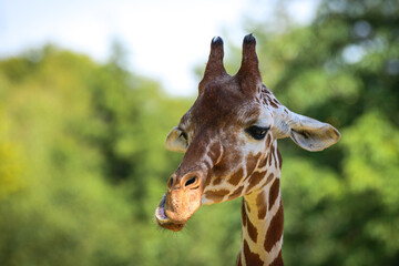 The Giraffe, an African cloven-hoofed mammal, is an animal with brown spots. Portrait of a giraffe, the head on a long neck against the backdrop of trees on a sunny day.