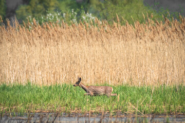 Obraz na płótnie Canvas Roe - Capreolus capreolus - a female with brown hair runs through a wetland covered with green grass and reeds, sunny day.