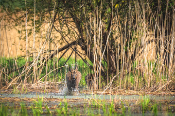 Roe deer - Capreolus capreolus - a male with small antlers and brown wet hair runs through a wetland covered with reeds, sunny day.