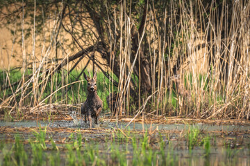 Roe deer - Capreolus capreolus - a male with small antlers and brown wet hair runs through a wetland covered with reeds, sunny day.