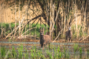 Naklejka na ściany i meble Roe deer - Capreolus capreolus - a male with small antlers and brown wet hair walks through a wetland covered with reeds, sunny day.