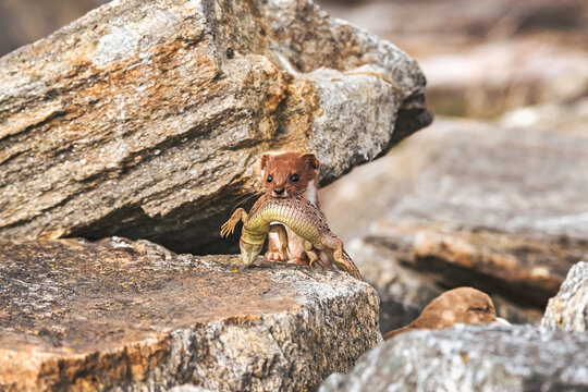 Least Weasel - Mustela Nivalis - a small predatory mammal with brown white fur, weasel with hunted sand lizard returns to the burrow with prey, stony shore of the lake.