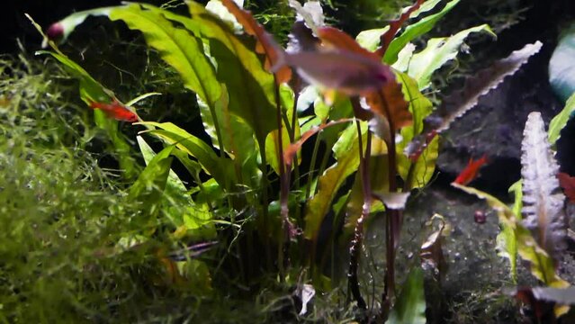 Java moss (Taxiphyllum barbieri) with various types of tropical freshwater plants and ember tetras (Hyphessobrycon amandae)