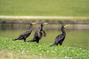 The great cormorant (Phalacrocorax carbo) drying their feathers