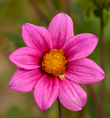 Beautiful close-up of a dwarf dahlia