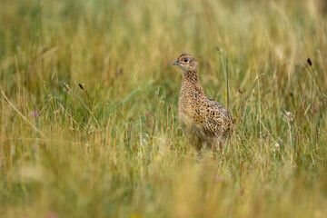 pheasant on the grass