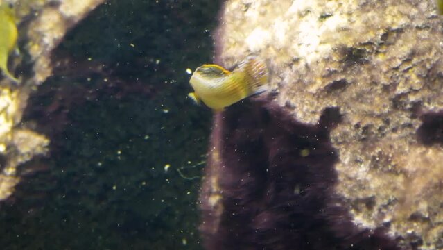 Male Yucatan molly (Poecilia velifera) or sailfin molly eating algae