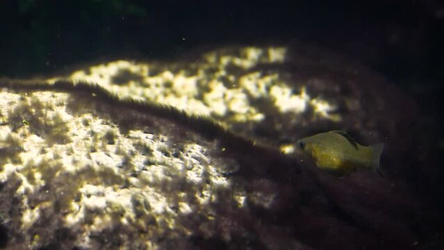 Female Yucatan molly (Poecilia velifera) eating algae