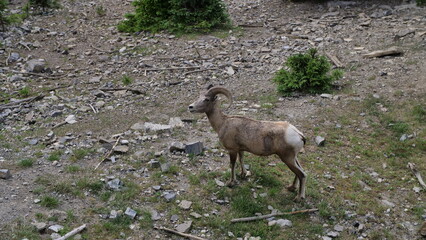 Big Horn Sheep, Banff, Canada