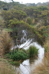 Alpine wetlands with tall grass and shrubs in a light rain