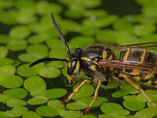 thirsty wasp at the pond