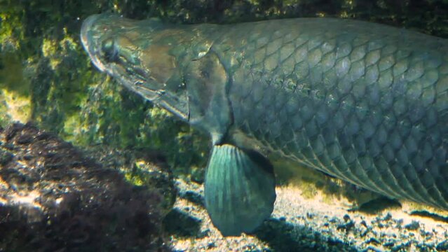 A large pirarucu (Arapaima gigas), one of the world's biggest freshwater fish from the Amazon river
