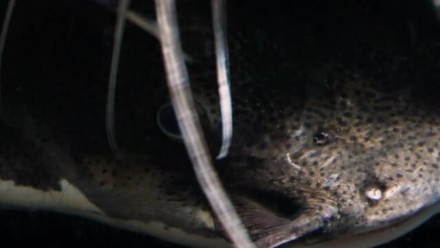 Redtail catfish (Phractocephalus hemioliopterus) portrait, close-up
