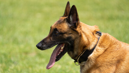 german shepherd dog guarding a bag, guard dog, police dog. Working dog