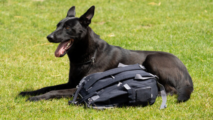 black german shepherd dog, guard dog
