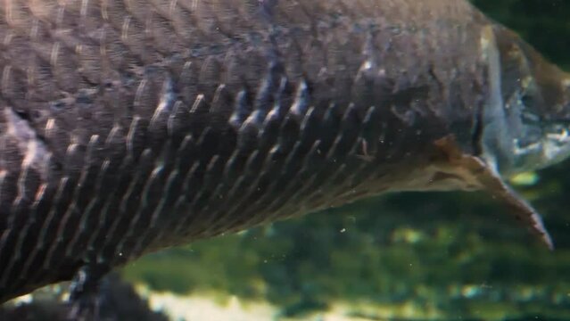 A large pirarucu (Arapaima gigas), one of the world's biggest freshwater fish from the Amazon river, close-up