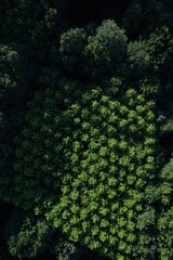 Vista aérea de un bosque 