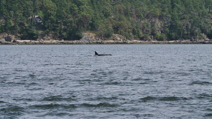 Orca, Killerwhale, Vancouver Island