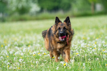 german shepherd portrait. german shepherd dog on the grass playing. King german shepherd