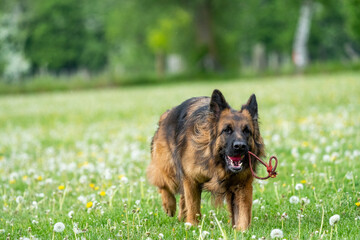 german shepherd portrait. german shepherd dog on the grass playing. King german shepherd