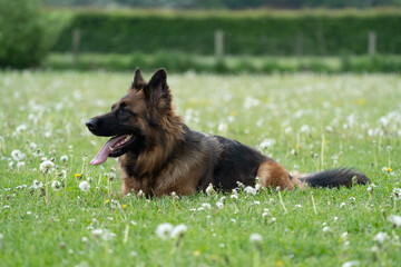 german shepherd portrait. german shepherd dog on the grass playing. King german shepherd