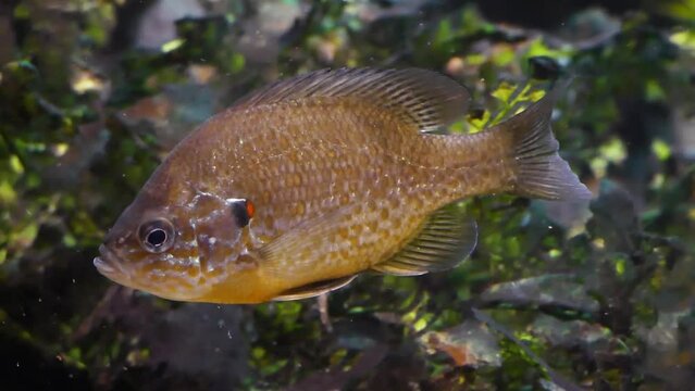 Pumpkinseed (Lepomis gibbosus) sunfish underwater