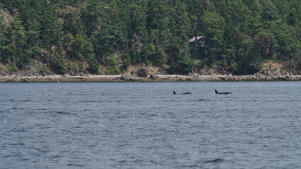 Orca, Killerwhale, Vancouver Island
