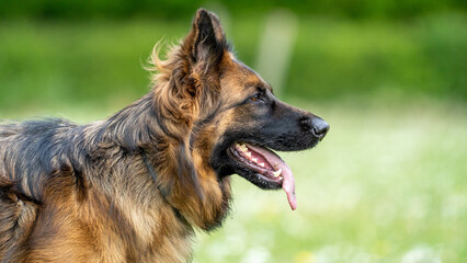 german shepherd portrait. german shepherd dog on the grass playing. King german shepherd