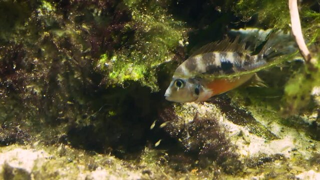Elliot’s cichlid (Thorichthys maculipinnis) with its fries