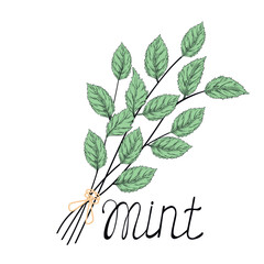 Mint Leaves vector stock illustration. A bunch of grass. Birch branches, nettles, oregano. Isolated on a white background. © Мария Василенко
