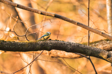 Eurasian blue tit - Cyanistes caeruleus - a small colorful bird with a yellow belly and bluish wings, sitting on a tree branch covered with moss, the natural habitat of the bird in the forest.