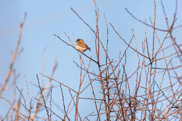 House sparrow (Passer domesticus) A small brown bird sits on a thin branch of a tree and looks around on a sunny day.