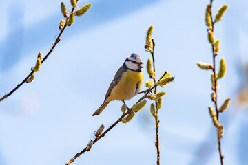 Eurasian blue tit - Cyanistes caeruleus - a small colorful bird with a yellow belly and bluish wings, sits on a young tree branch and sings on a sunny summer day.