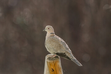 Eurasian collared dove - Streptopelia decaocto - Medium-sized bird with gray plumage and a black stripe around the neck, sitting on a stump on a sunny day, side view.