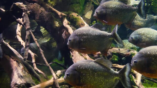A school of fully-grown red-bellied piranhas (Pygocentrus nattereri)