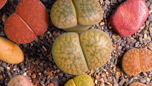 Mesembs (Lithops hookeri) South African plant from Namibia in the botanical collection of supersucculent plants