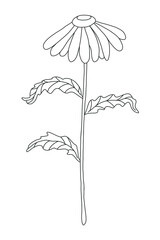 Chamomile, a wildflower. Outline drawing with black line on white background, hand-drawn illustration.